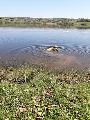Shirley's Dog Enjoying a Swim in Cornwall