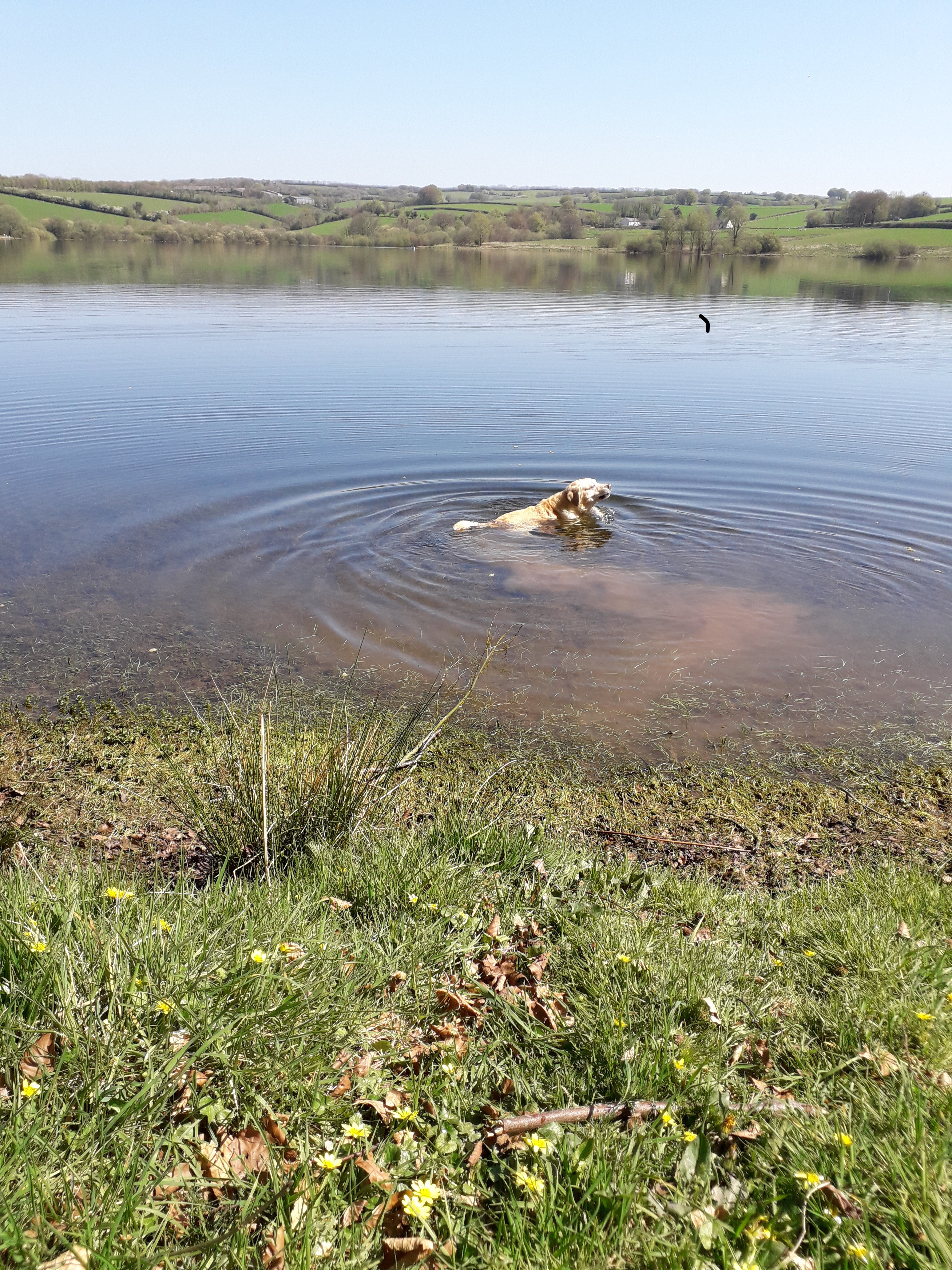 Shirley's Dog Enjoying a Swim in Cornwall