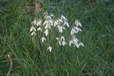Snowdrops