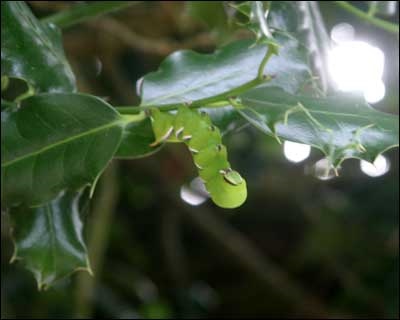 Privet Hawk Moth Caterpillar