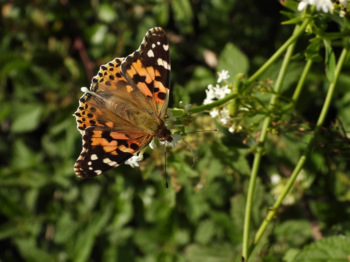 Painted Lady