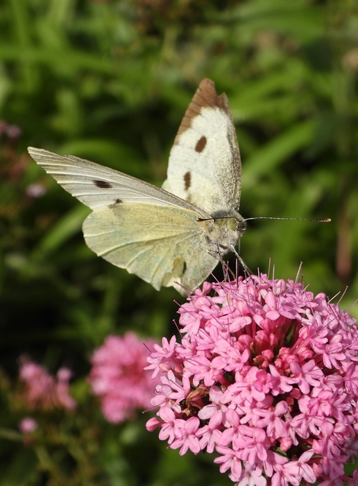 Large White Butterfly