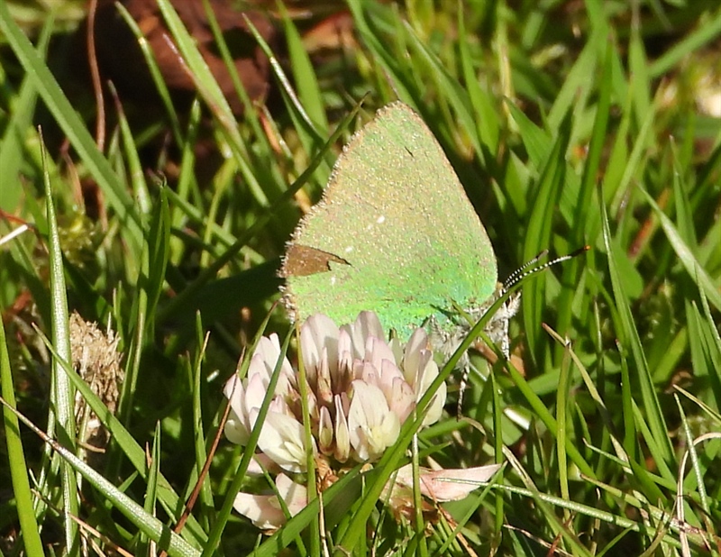 Green Hairstreak Butterfly