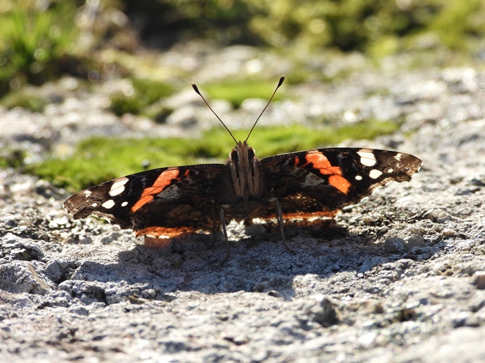 Red Admiral Butterfly