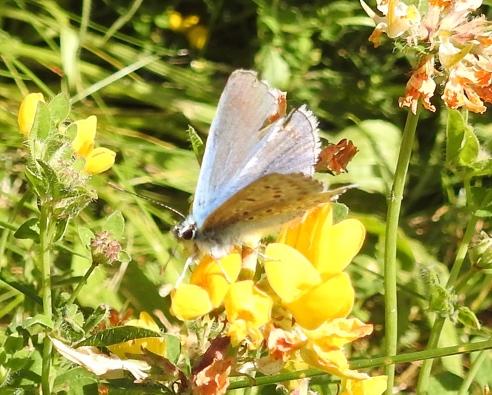 Common Blue Butterfly