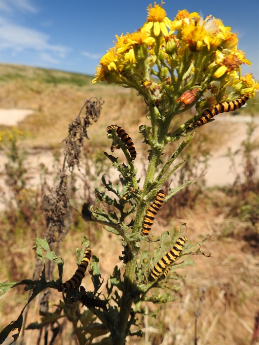 Cinnabar Moth Larvae on Ragwort