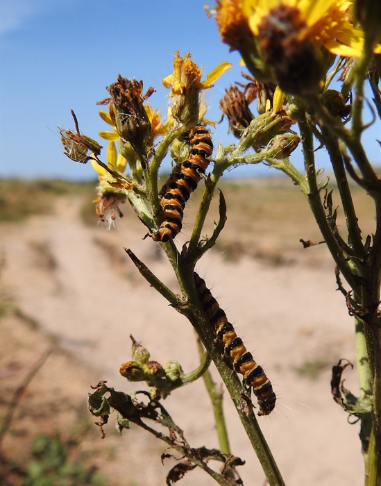Cinnabar Moth Larvae on Ragwort