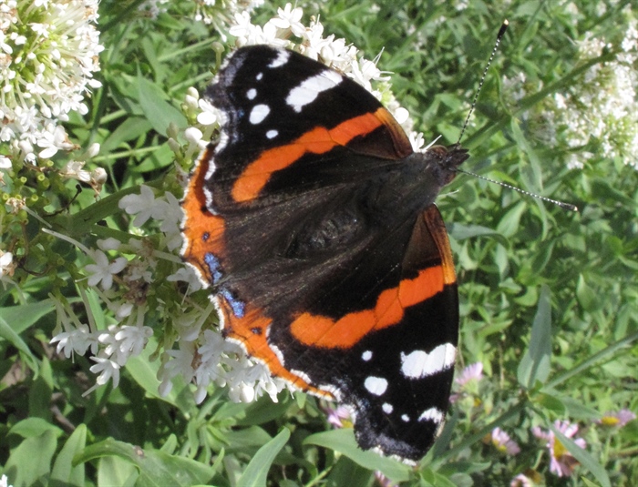 Red Admiral Butterfly