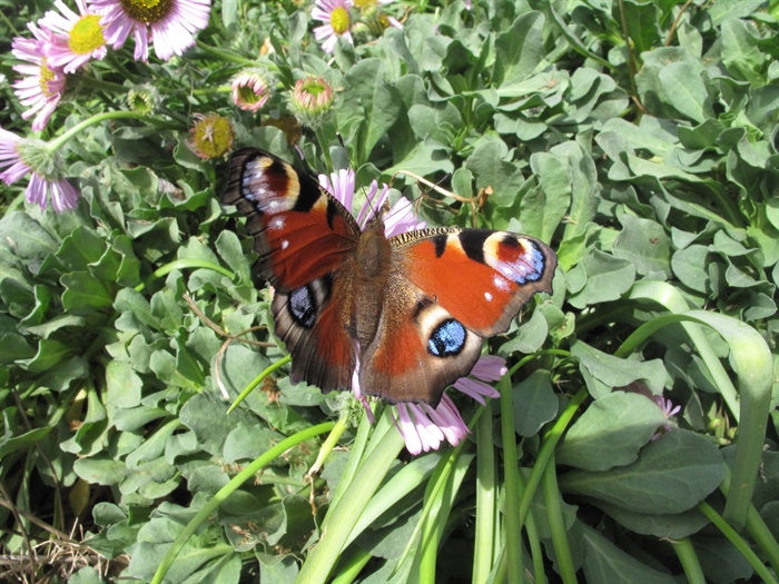 Peacock Butterfly