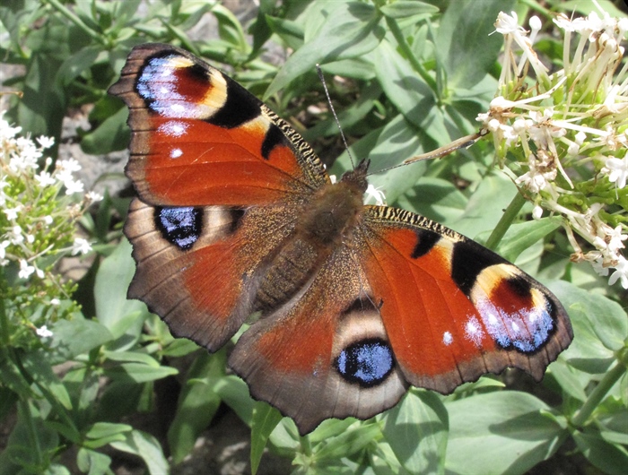 Peacock Butterfly