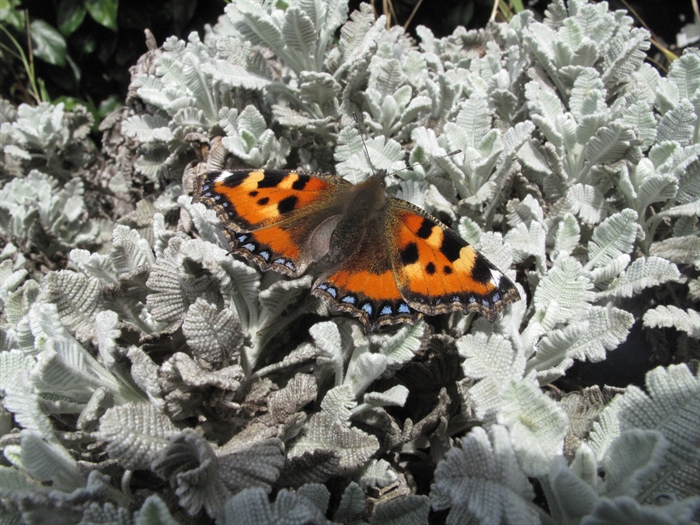 Small Tortoiseshell Butterfly