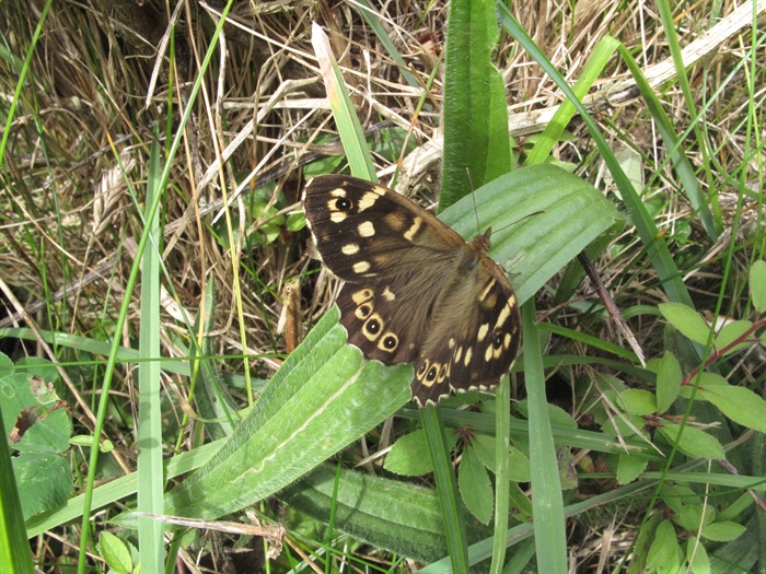 Speckled Wood Butterfly