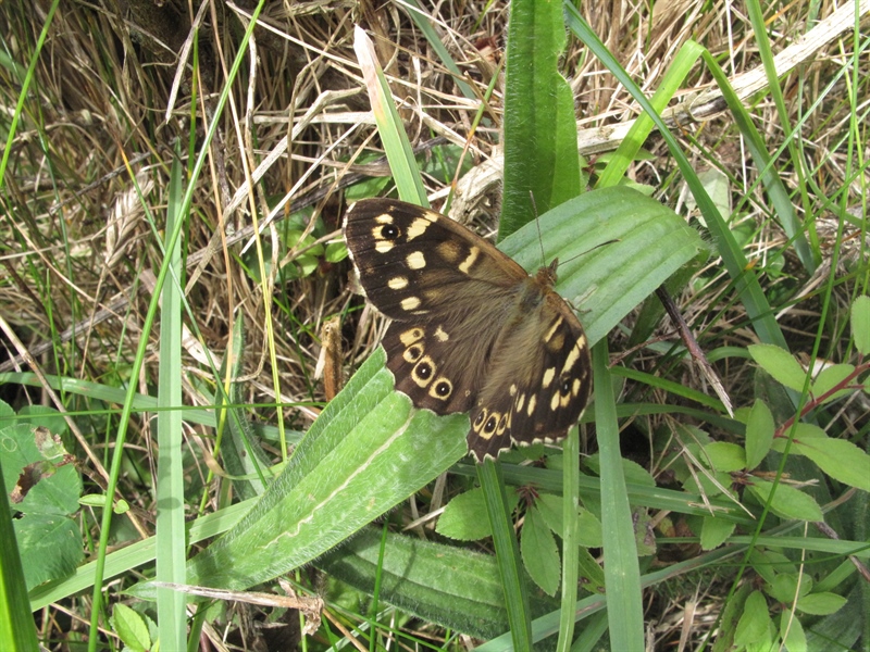 Speckled Wood Butterfly