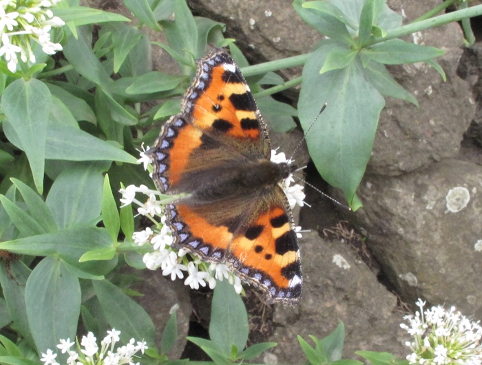 Small Tortoiseshell Butterfly
