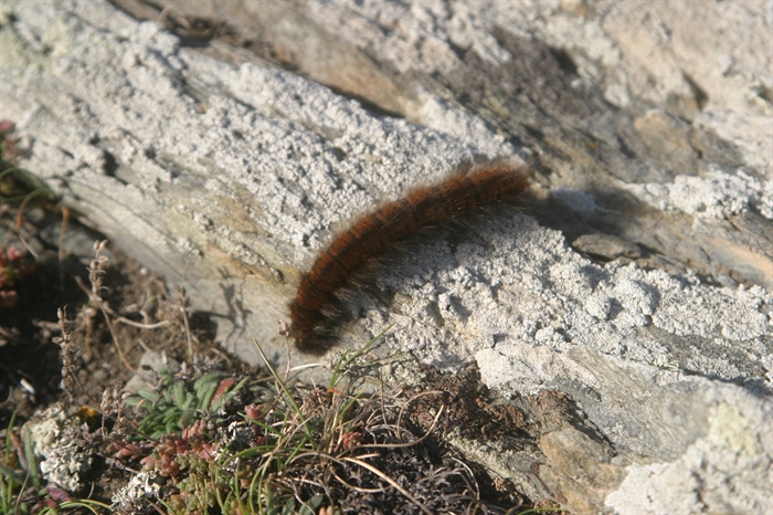 Fox Moth Caterpillar