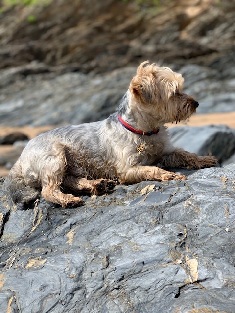 Enjoying the Beach in Cornwall