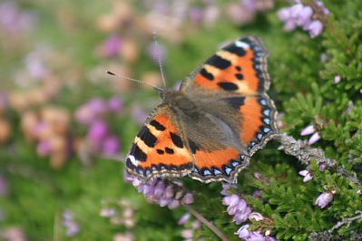 Small Tortoiseshell Butterfly, Mayon Cliff, Sennen