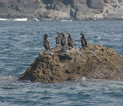 Shags on rocks off the Cornish Coast