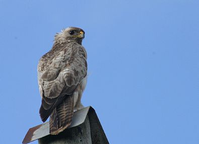 Buzzard