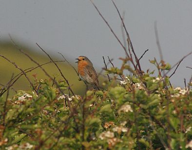 Robin