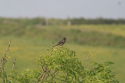 Chaffinch