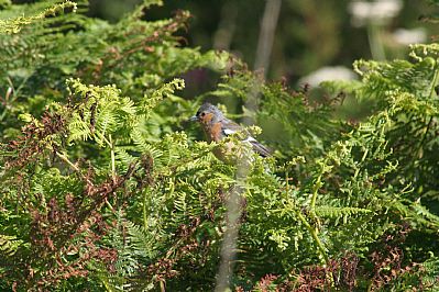 Chaffinch