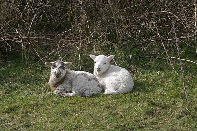Bodmin Moor Lambs