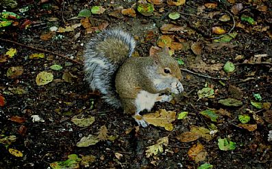 Squirrel, Tehidy Woods