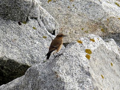 Birdwatching at Long Rock near Penzance