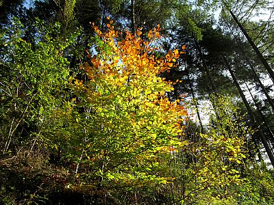 Autumn in Cardinham Woods Autumn in Cardinham Woods