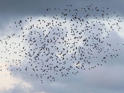Starlings over Marazion Marsh