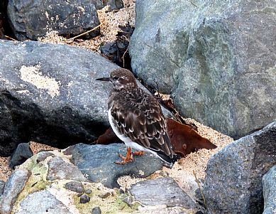 Turnstone