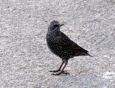 Starling