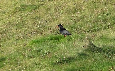 Chough