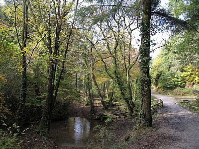 Cardinham Woods, Lady Vale Walk Cardinham Woods, Lady Vale Walk