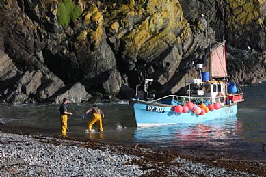Bringing in the catch at Cadgwith
