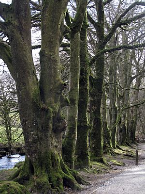 Golitha Falls on the River Fowey Golitha Falls on the River Fowey