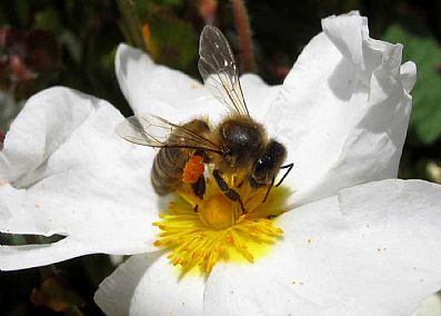 Bee on Cistus flower