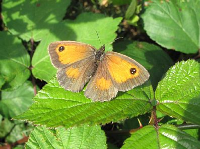 Gatekeeper Butterfly