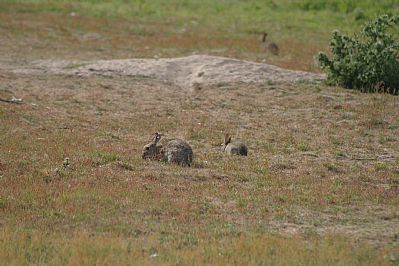 Rabbits