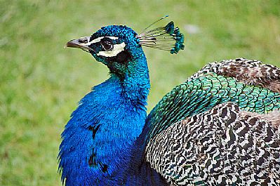 Peacock