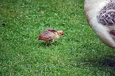 Peahen with young