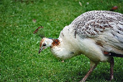 Peahen