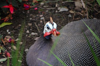 Guinea Fowl