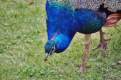Peacock