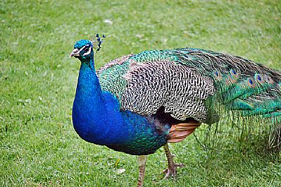 Peacock