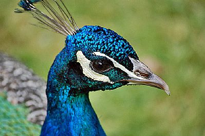 Peacock