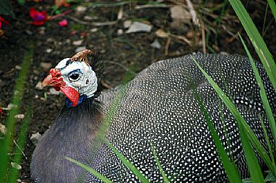 Guinea Fowl