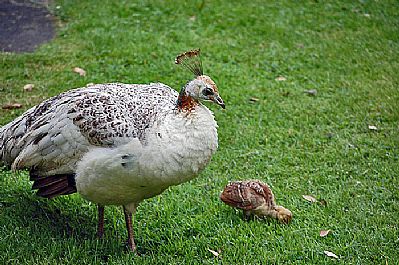 Peahen with chick