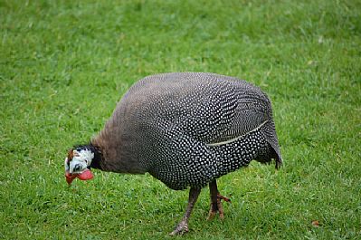 Guinea Fowl